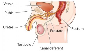 schéma prostate